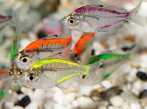 Стеклянный окунь