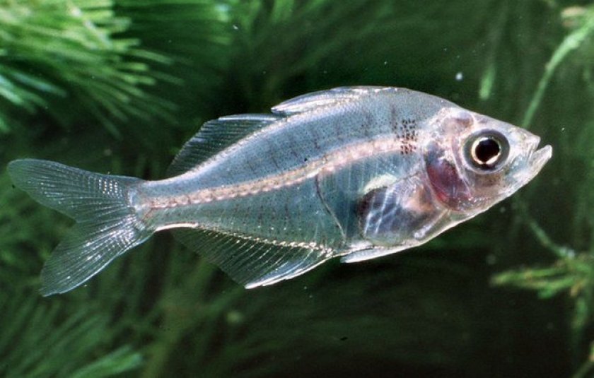 Стеклянный окунь