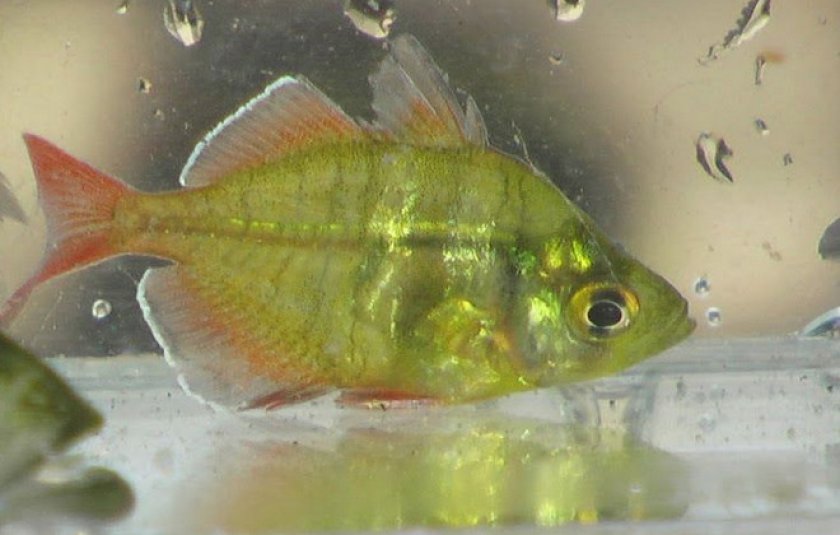 Стеклянный окунь