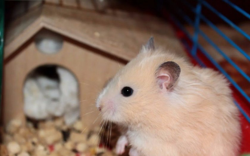Сирийский хомяк