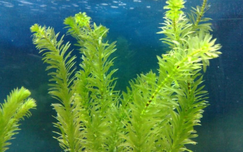 Элодея Элодея