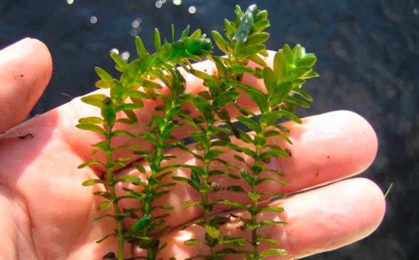 Элодея Элодея