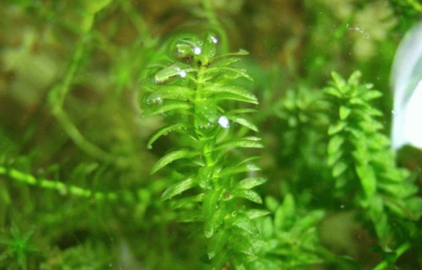 Элодея Элодея