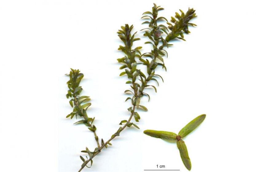 Elodea canadensis Elodea canadensis
