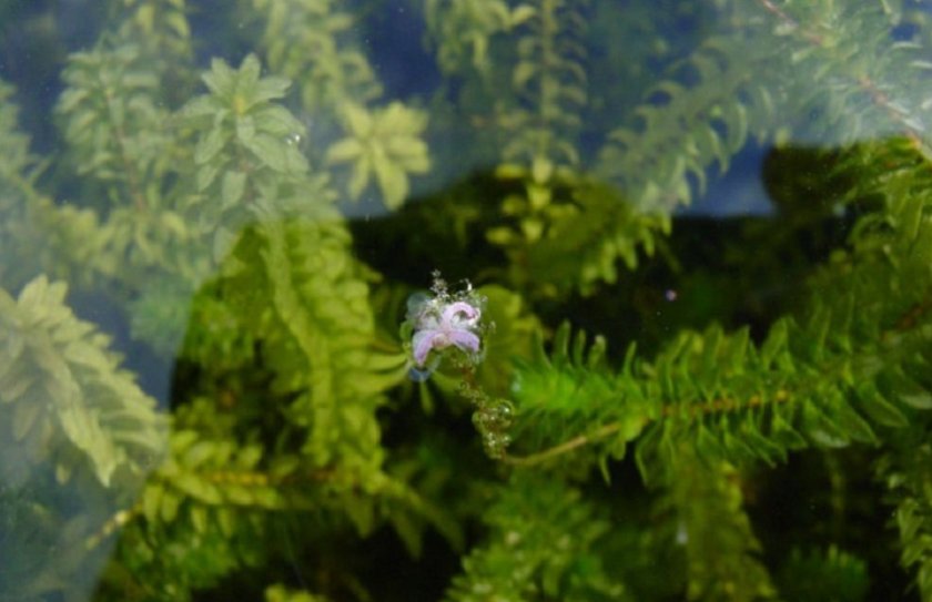 Элодея Элодея