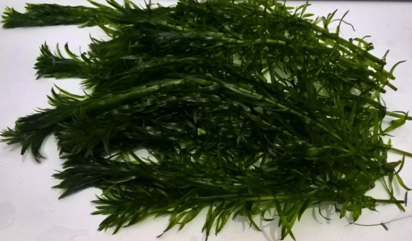 Элодея Элодея