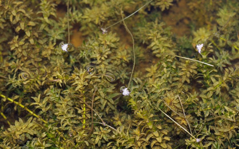Элодея цветущая Элодея цветущая