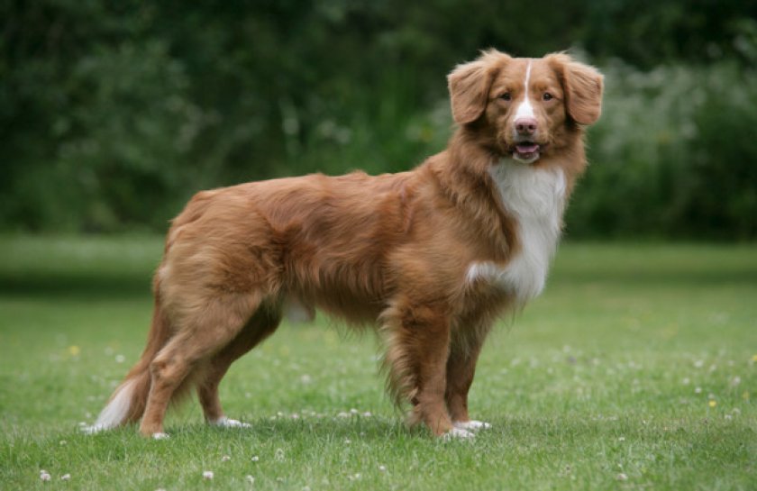 Описание породы