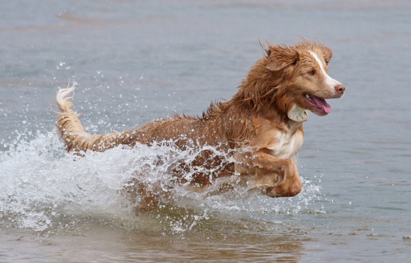 Водные процедуры и уход за шерстью