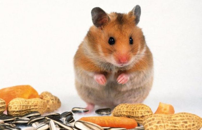 Сирийский хомяк