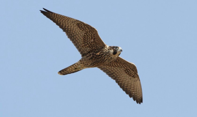 Сапсан Сапсан