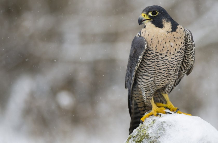 Сапсан Сапсан