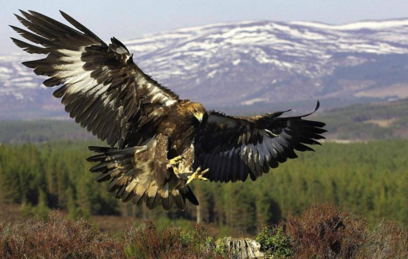 Беркут Беркут