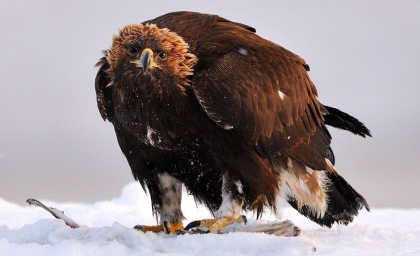 Беркут Беркут