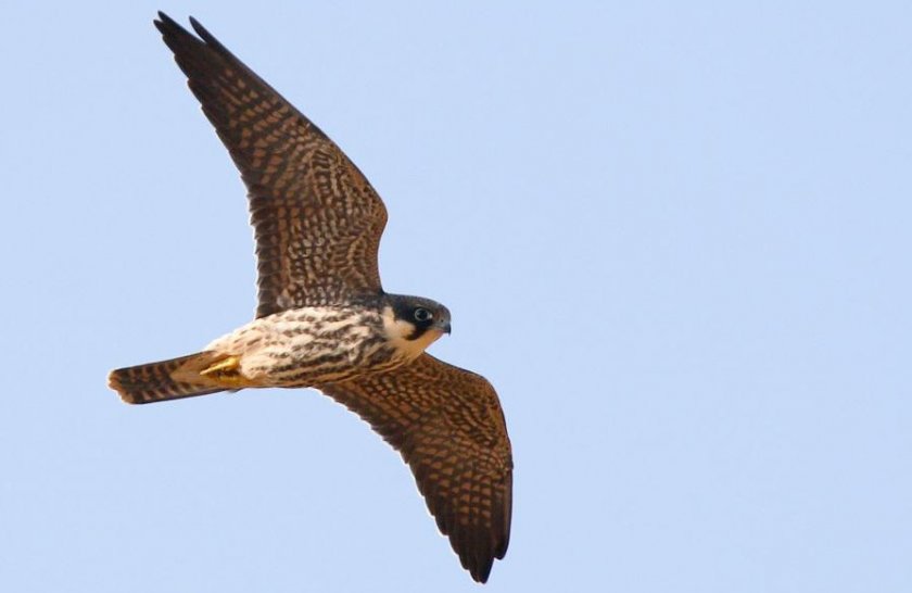 Чеглок Чеглок