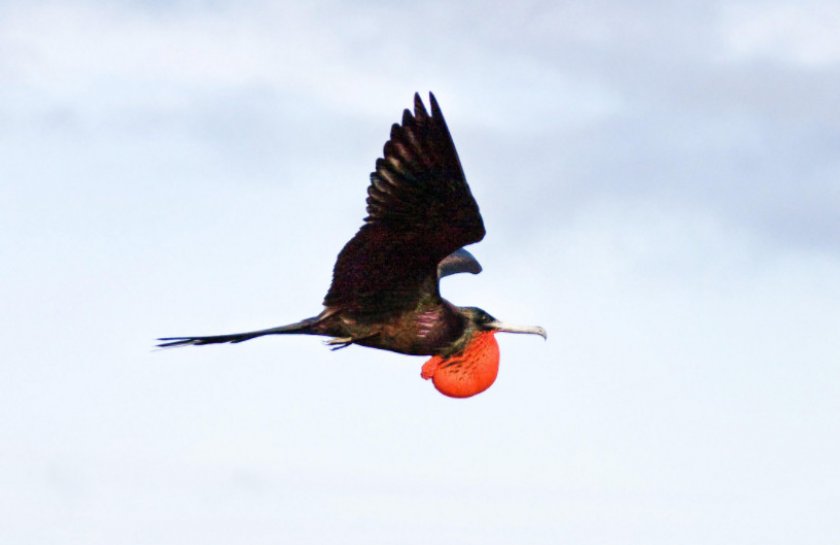 Фрегат прекрасный Фрегат прекрасный