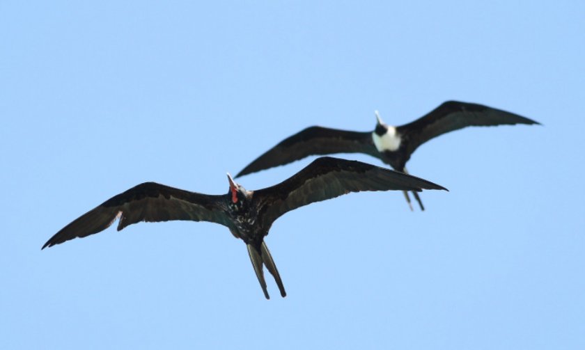 Фрегаты Фрегаты