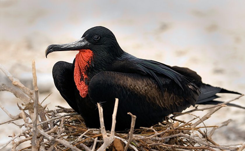 Фрегат Фрегат