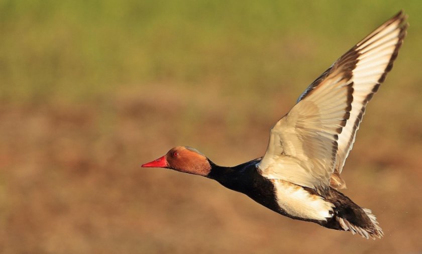 Нырок Нырок