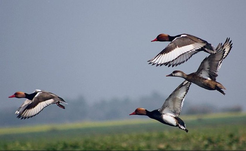 Нырки Нырки