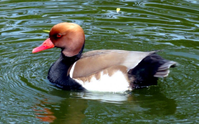 Нырок Нырок