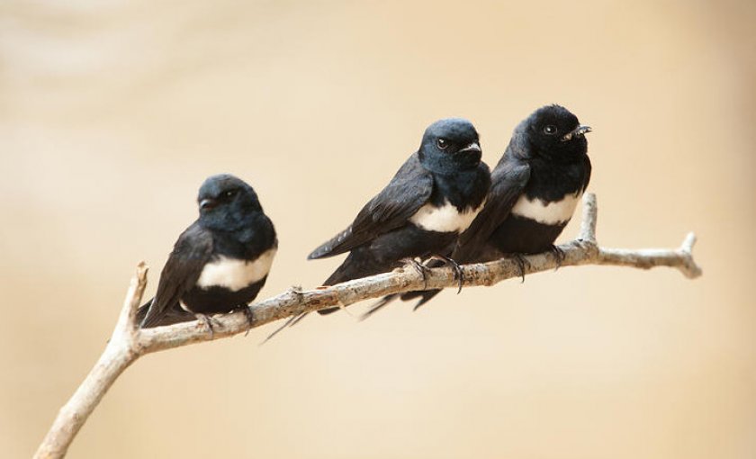 Белогрудый американский стриж Белогрудый американский стриж