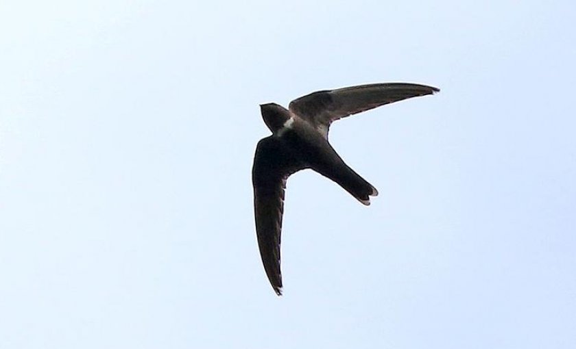 Белогрудый американский стриж Белогрудый американский стриж