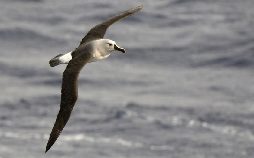 Сероголовый альбатрос Сероголовый альбатрос