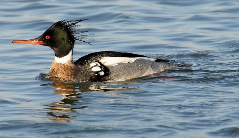 Средний крохаль Средний крохаль