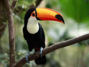Птица тукан