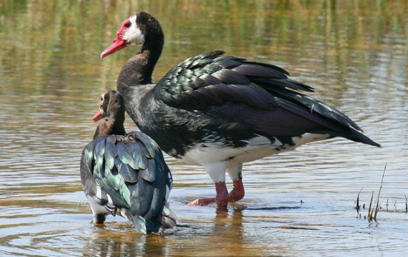 Шпорцевый гусь Шпорцевый гусь