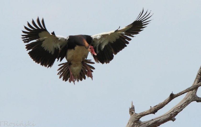 Шпорцевый гусь Шпорцевый гусь