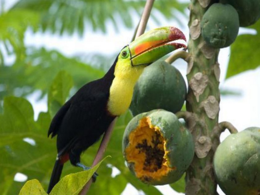 Птица тукан