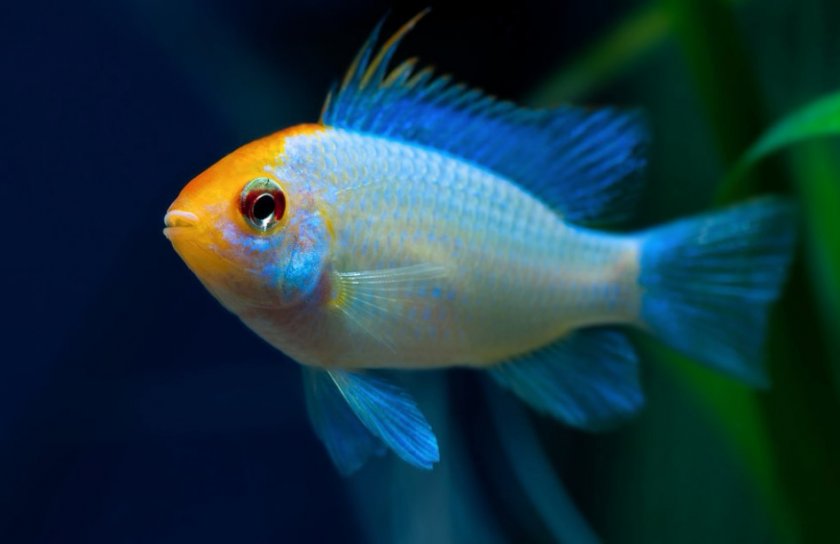 Electric blue Electric blue