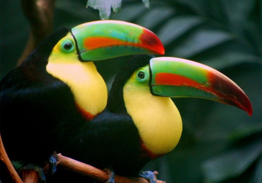 Птицы туканы