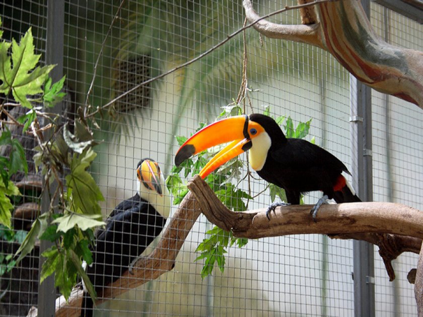 Птица тукан