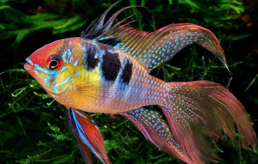 Bуалевая хромис бабочка Bуалевая хромис бабочка