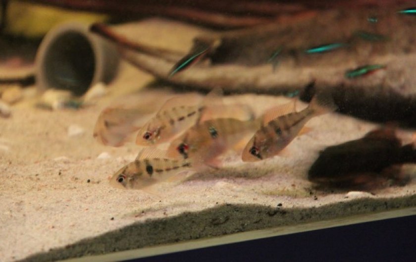 Апистограмма рамирези