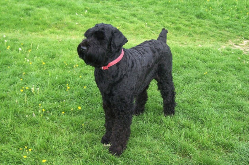 Русский черный терьер