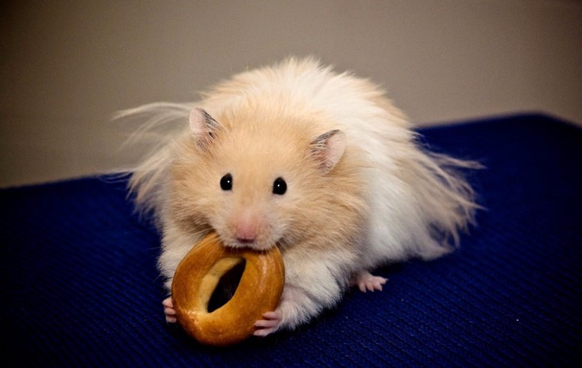 Сирийский хомяк Сирийский хомяк