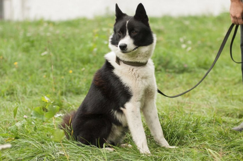 Русско-европейская лайка