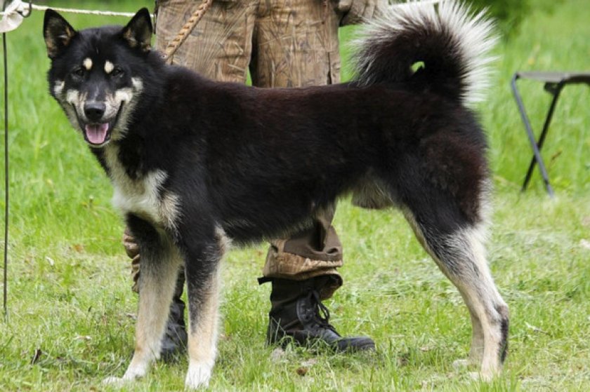 Восточно-сибирская лайка