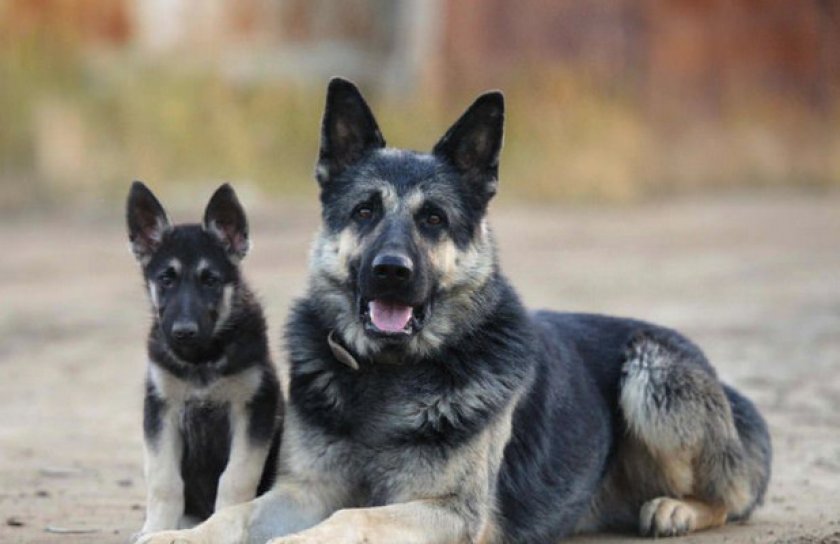 Восточноевропейская овчарка