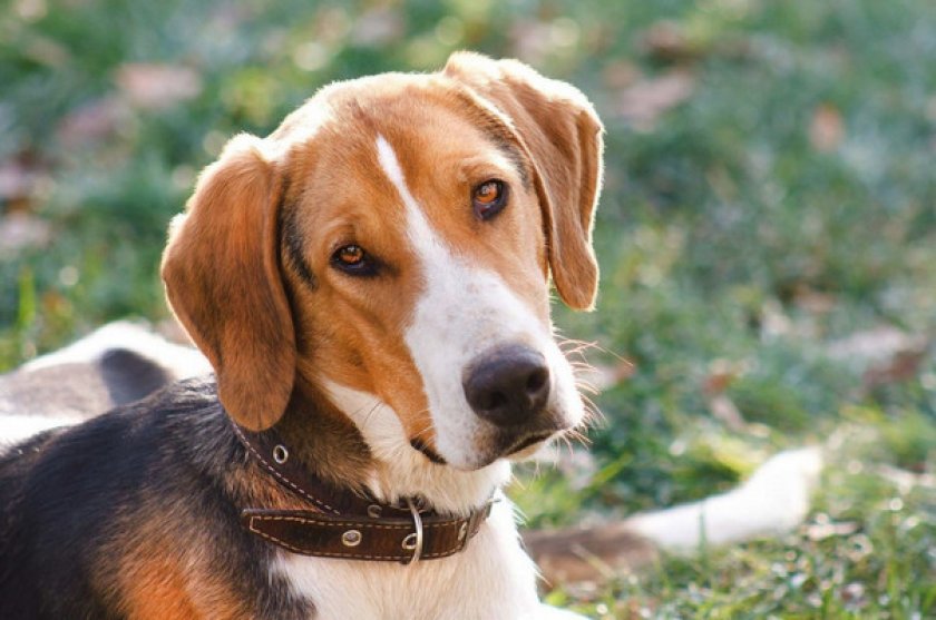 Русская пегая гончая