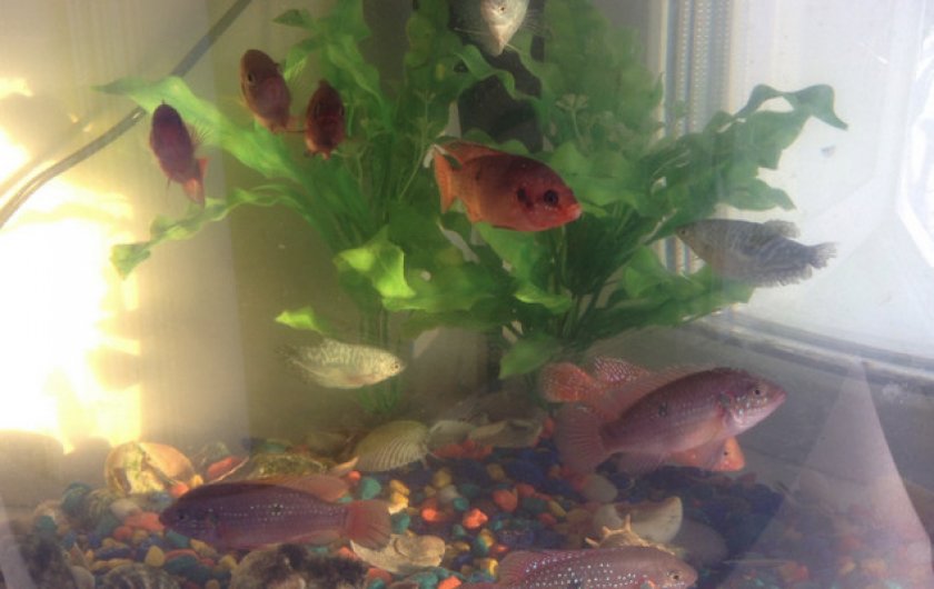 Требования к аквариуму