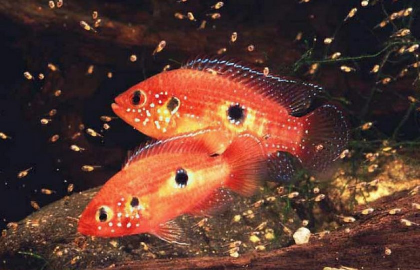 Размножение