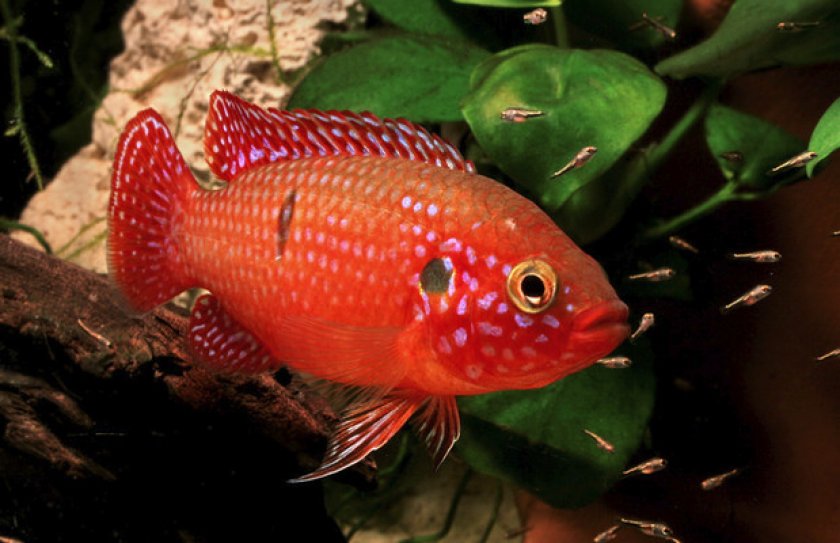 Характер и поведение