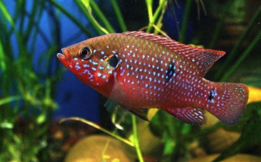 Здоровье Здоровье