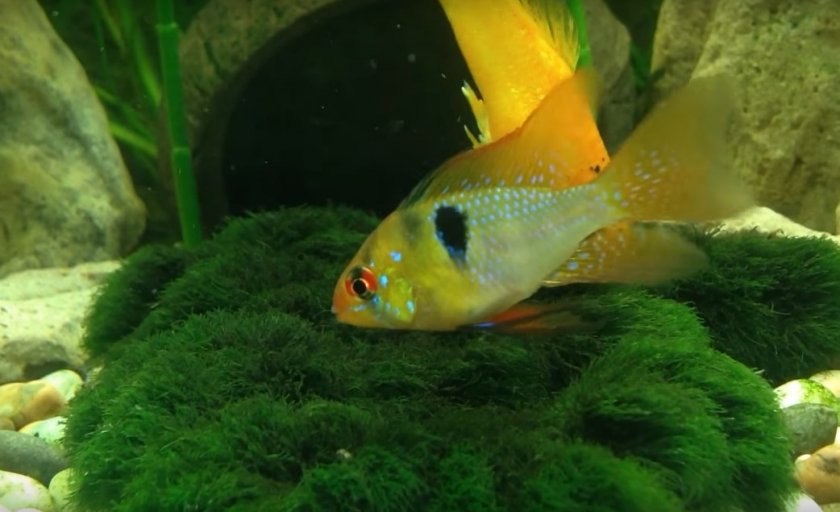 Апистограмма рамирези Апистограмма рамирези