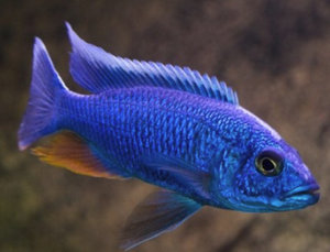Хаплохромис васильковый в домашнем аквариуме